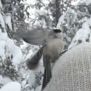 Meet your Posher, Sasha